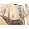 Image 8 : High 190 Class Wild Iowa Whitetail Shoulder Mount