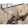 Image 9 : High 190 Class Wild Iowa Whitetail Shoulder Mount