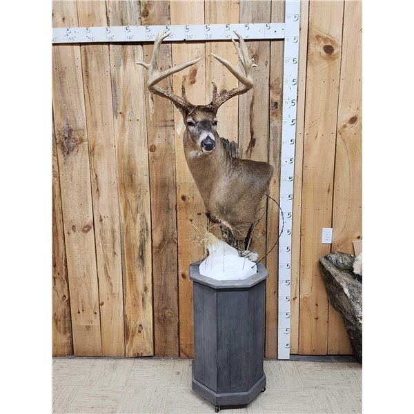 170 Class Wild Iowa Whitetail Pedestal Taxidermy Mount