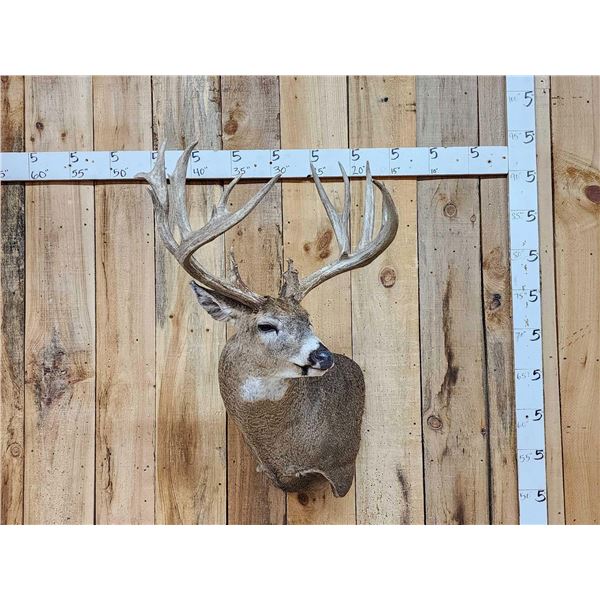 Gorgeous Mid 190 Class Whitetail Shoulder Mount Taxidermy