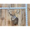 Image 1 : Gorgeous Mid 190 Class Whitetail Shoulder Mount Taxidermy