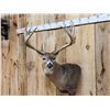 Image 2 : Gorgeous Mid 190 Class Whitetail Shoulder Mount Taxidermy