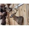 Image 3 : Gorgeous Mid 190 Class Whitetail Shoulder Mount Taxidermy