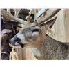 Image 4 : Gorgeous Mid 190 Class Whitetail Shoulder Mount Taxidermy