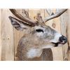 Image 5 : Gorgeous Mid 190 Class Whitetail Shoulder Mount Taxidermy