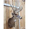 Image 6 : Gorgeous Mid 190 Class Whitetail Shoulder Mount Taxidermy