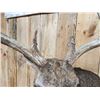 Image 7 : Gorgeous Mid 190 Class Whitetail Shoulder Mount Taxidermy