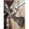 Image 8 : Gorgeous Mid 190 Class Whitetail Shoulder Mount Taxidermy