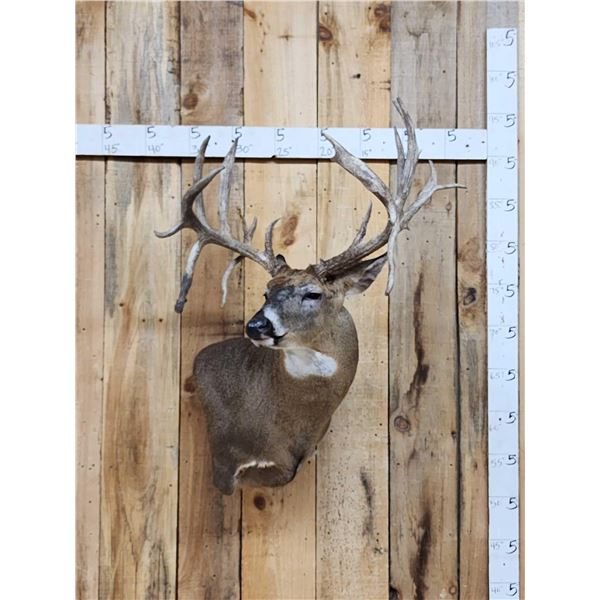 Mid 200 Class Whitetail Shoulder Mount Taxidermy