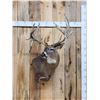 Image 1 : Mid 200 Class Whitetail Shoulder Mount Taxidermy