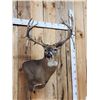 Image 2 : Mid 200 Class Whitetail Shoulder Mount Taxidermy
