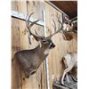 Image 3 : Mid 200 Class Whitetail Shoulder Mount Taxidermy