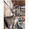 Image 4 : Mid 200 Class Whitetail Shoulder Mount Taxidermy