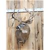 Image 5 : Mid 200 Class Whitetail Shoulder Mount Taxidermy