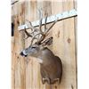 Image 6 : Mid 200 Class Whitetail Shoulder Mount Taxidermy