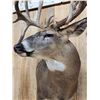 Image 7 : Mid 200 Class Whitetail Shoulder Mount Taxidermy