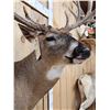 Image 8 : Mid 200 Class Whitetail Shoulder Mount Taxidermy