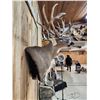 Image 9 : Mid 200 Class Whitetail Shoulder Mount Taxidermy