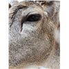 Image 10 : Big 170 Class Whitetail Shoulder Mount Taxidermy