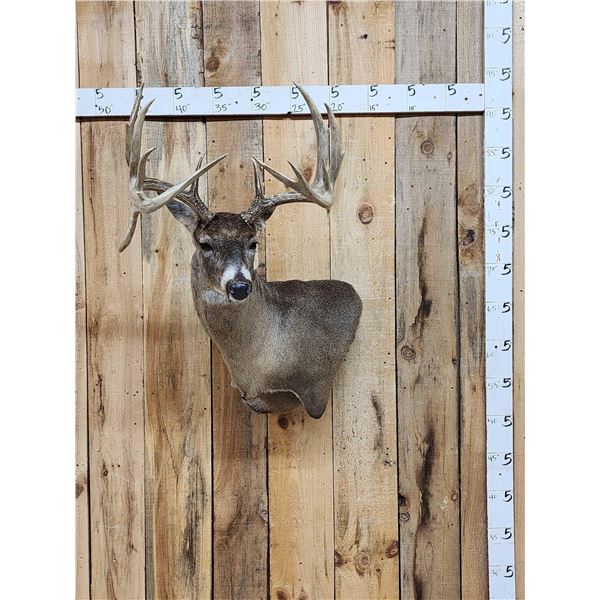 Big 170 Class Whitetail Shoulder Mount Taxidermy