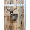 Image 1 : Big 170 Class Whitetail Shoulder Mount Taxidermy