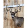 Image 2 : Big 170 Class Whitetail Shoulder Mount Taxidermy