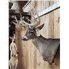 Image 3 : Big 170 Class Whitetail Shoulder Mount Taxidermy