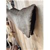Image 4 : Big 170 Class Whitetail Shoulder Mount Taxidermy