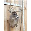 Image 5 : Big 170 Class Whitetail Shoulder Mount Taxidermy