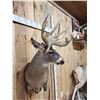 Image 6 : Big 170 Class Whitetail Shoulder Mount Taxidermy