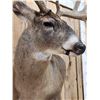 Image 7 : Big 170 Class Whitetail Shoulder Mount Taxidermy