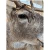 Image 8 : Big 170 Class Whitetail Shoulder Mount Taxidermy