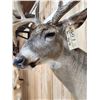 Image 9 : Big 170 Class Whitetail Shoulder Mount Taxidermy