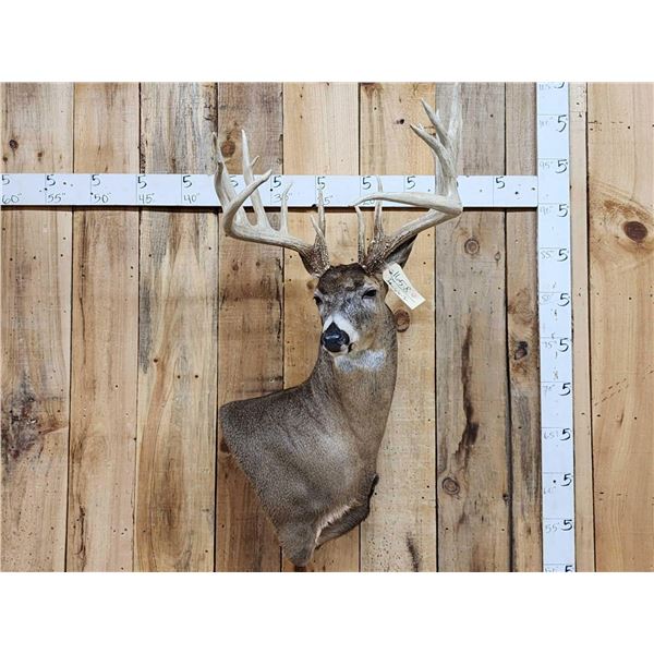 Big 6x5 Whitetail Shoulder Mount Taxidermy
