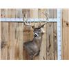 Image 1 : Big 6x5 Whitetail Shoulder Mount Taxidermy
