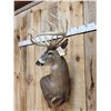 Image 2 : Big 6x5 Whitetail Shoulder Mount Taxidermy