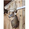 Image 3 : Big 6x5 Whitetail Shoulder Mount Taxidermy