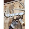 Image 4 : Big 6x5 Whitetail Shoulder Mount Taxidermy