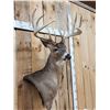 Image 5 : Big 6x5 Whitetail Shoulder Mount Taxidermy