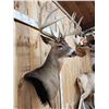 Image 6 : Big 6x5 Whitetail Shoulder Mount Taxidermy