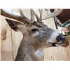 Image 7 : Big 6x5 Whitetail Shoulder Mount Taxidermy