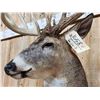 Image 8 : Big 6x5 Whitetail Shoulder Mount Taxidermy