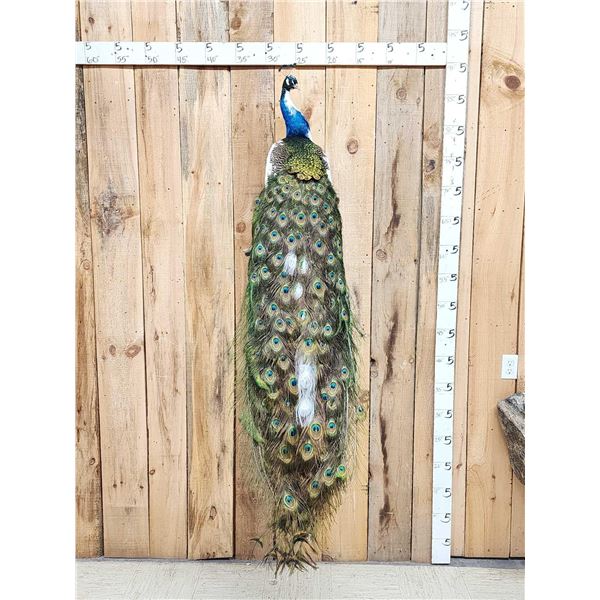 Spectacular Pied Peacock Full Body Bird Taxidermy