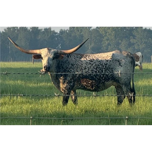 Lil' Rock's Covergirl TK