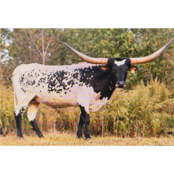 RIVERFORK BLACKEYED SUZY