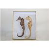Image 1 : 2 GENUINE SEA HORSE SPECIMENS ABOUT 6 INCH