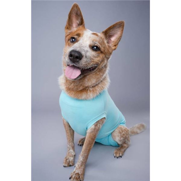 Dog Recovery Suit in Medium Size, Teal Color **Style May Vary**