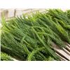Image 3 : 12 Pieces - 18 Inch Norfolk Pine Branches - Home Décor