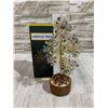 Image 1 : Crystal Tree