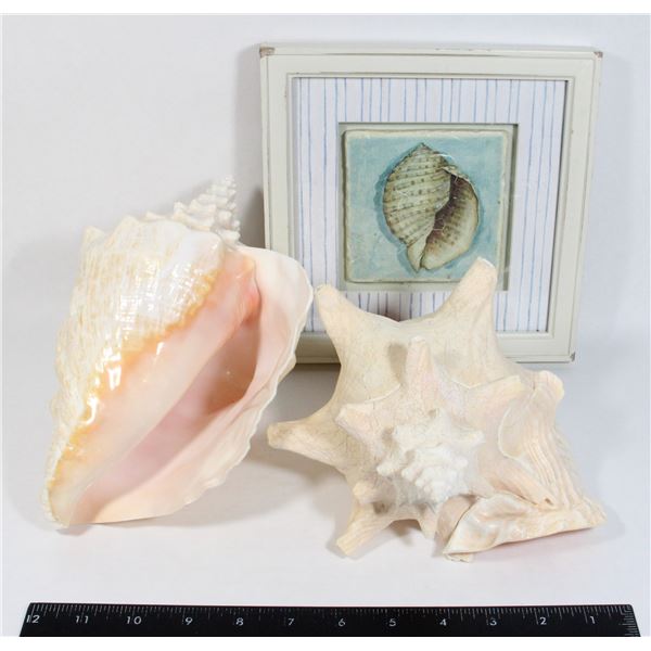 PAIR OF GIANT CONCH SHELLS & FRAMED SHELL PICTURE